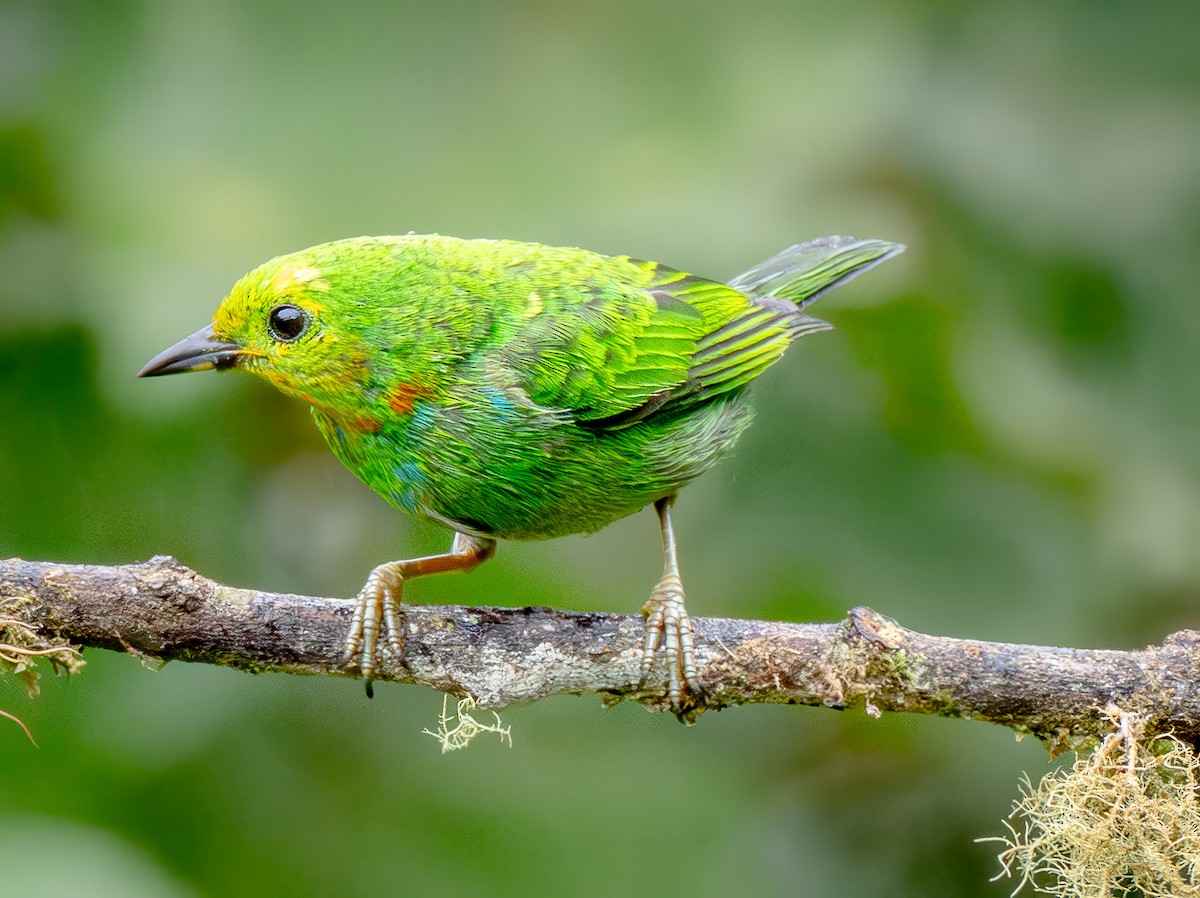 ゴシキエメラルドフウキンチョウ - ML646659343