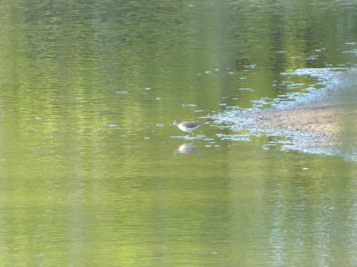 Lesser Yellowlegs - ML646659344