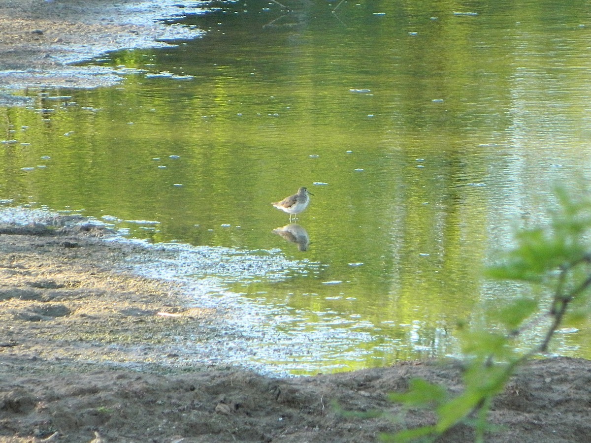 Solitary Sandpiper - ML646659345