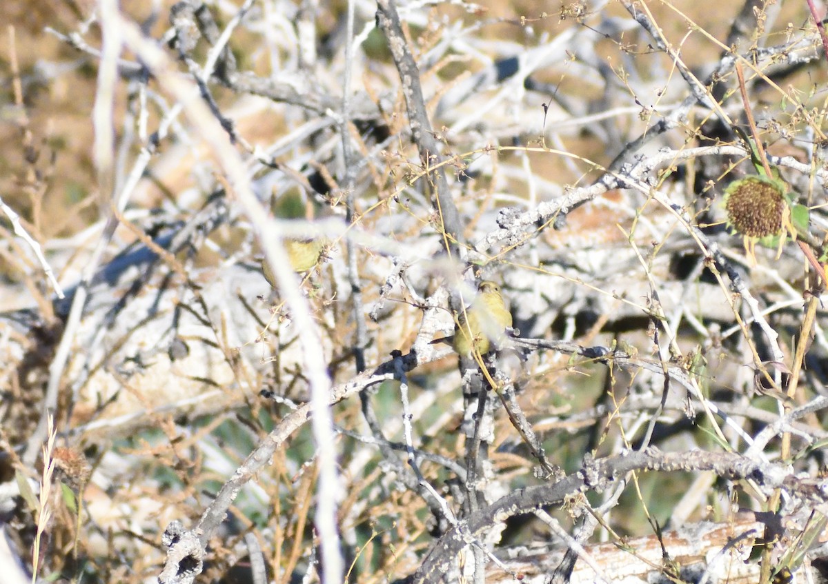 Chardonneret mineur - ML646659346