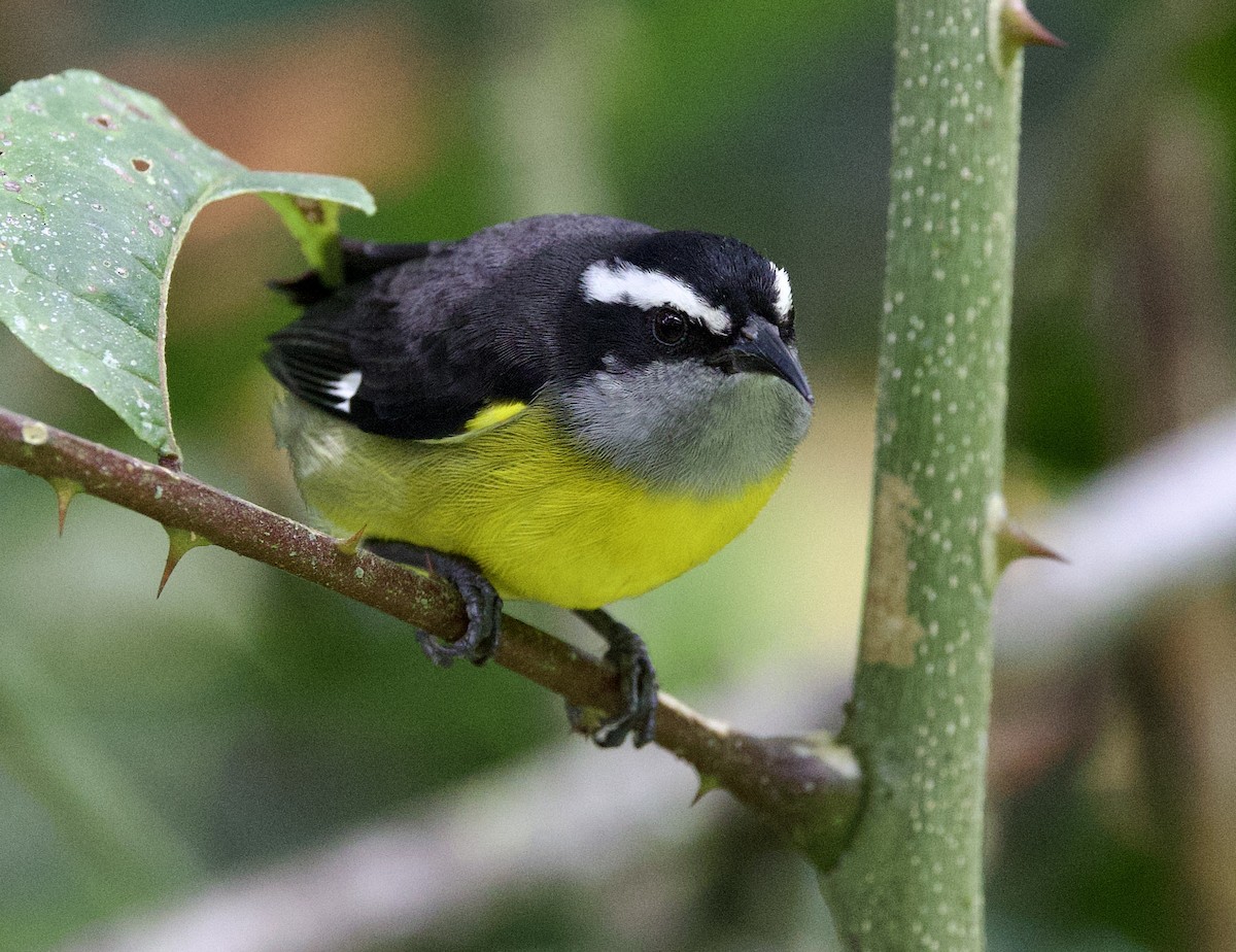 Банановая кареба, сахарная цветочница - ML646659349