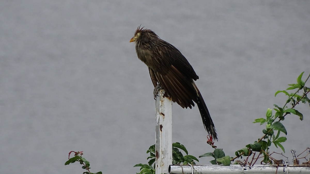 Guira Cuckoo - ML646659350