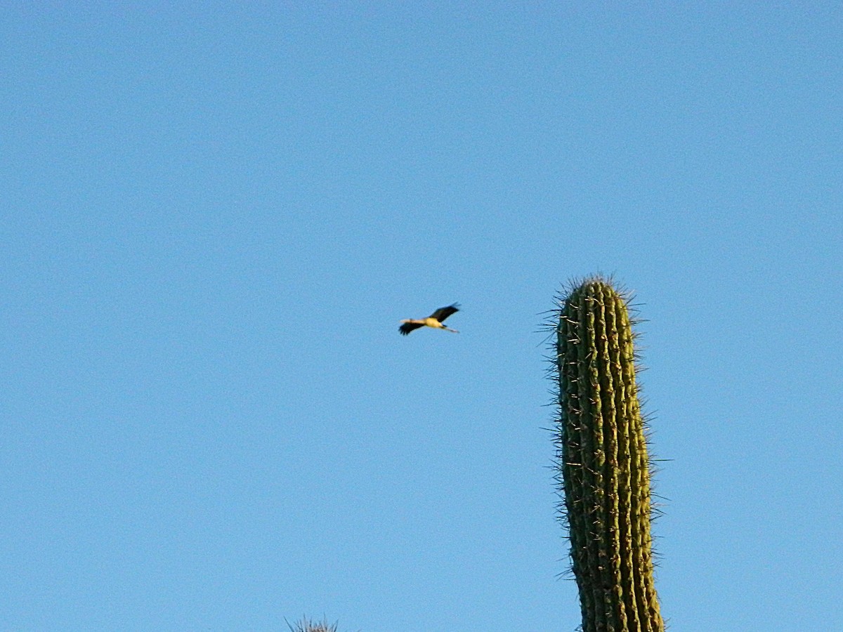 Wood Stork - ML646659351