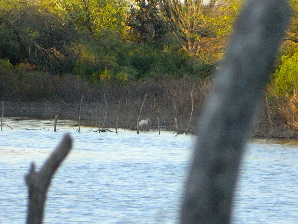 Wood Stork - ML646659352