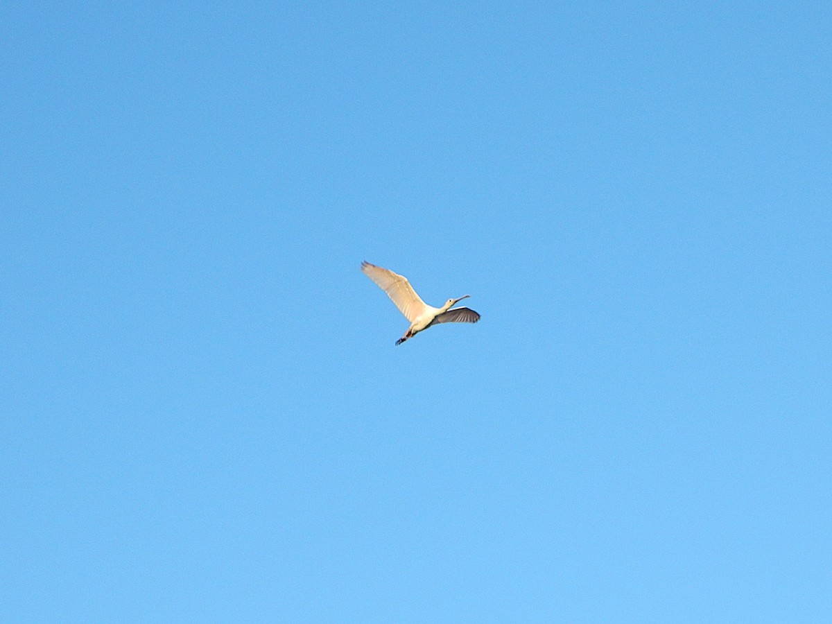 Roseate Spoonbill - ML646659353