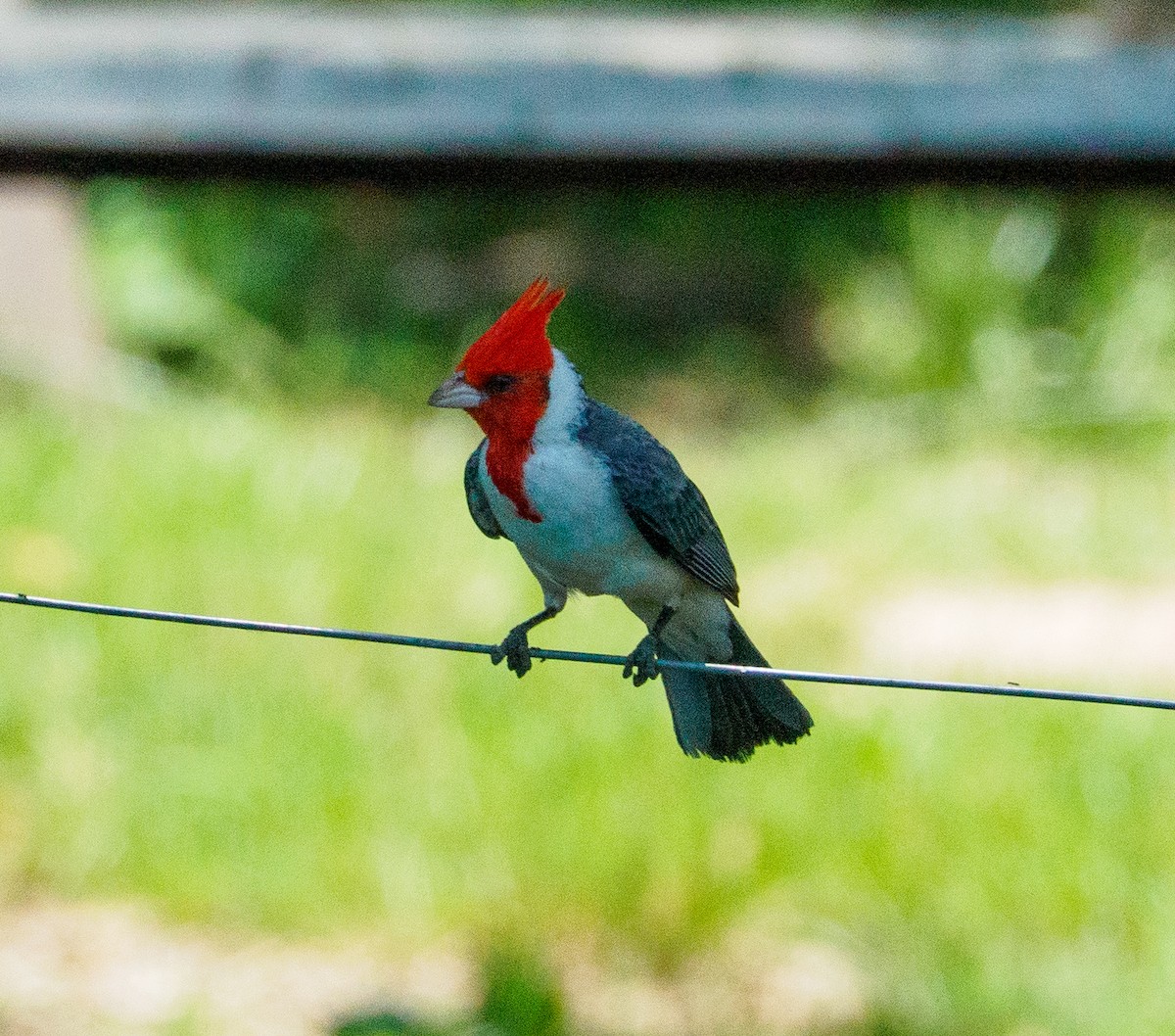 Red-crested Cardinal - ML646659354