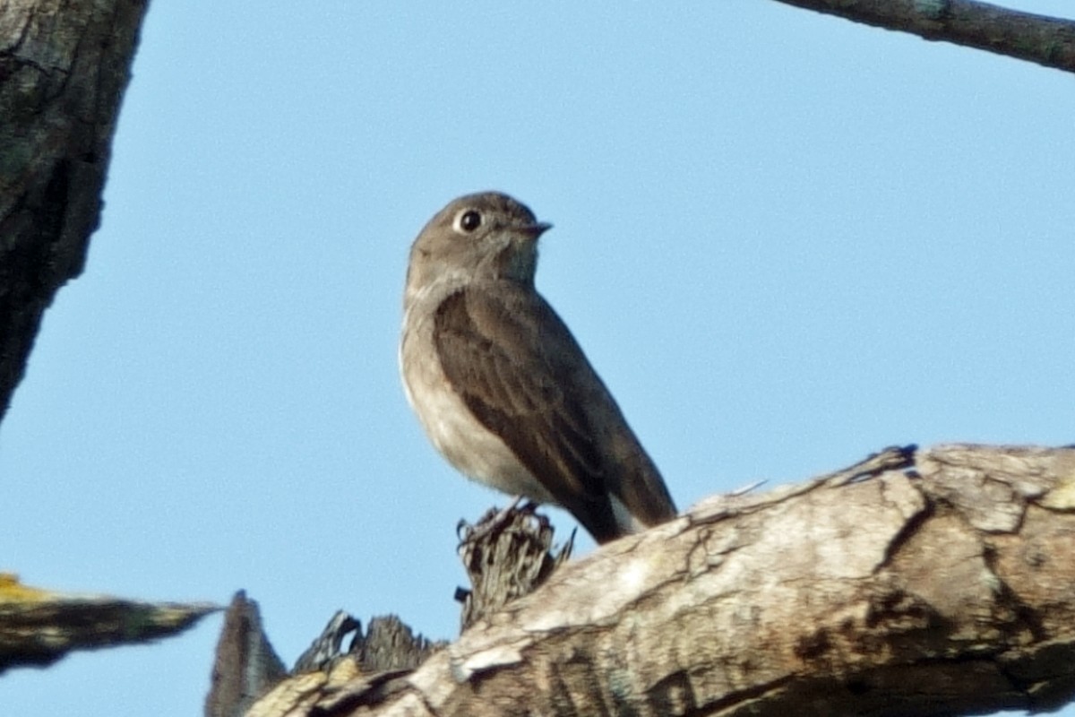 Dark-sided Flycatcher - ML646659355