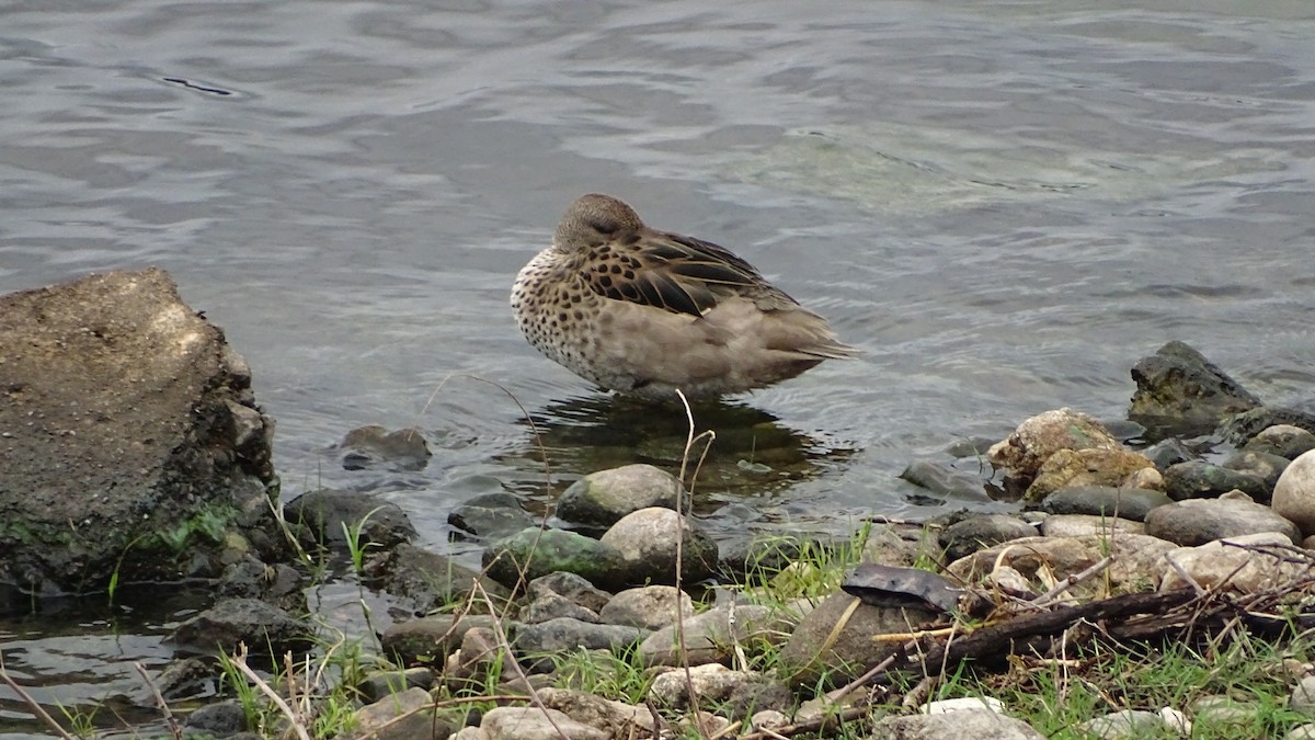Yellow-billed Teal - ML646659356
