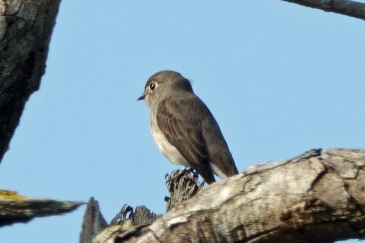 Dark-sided Flycatcher - ML646659357