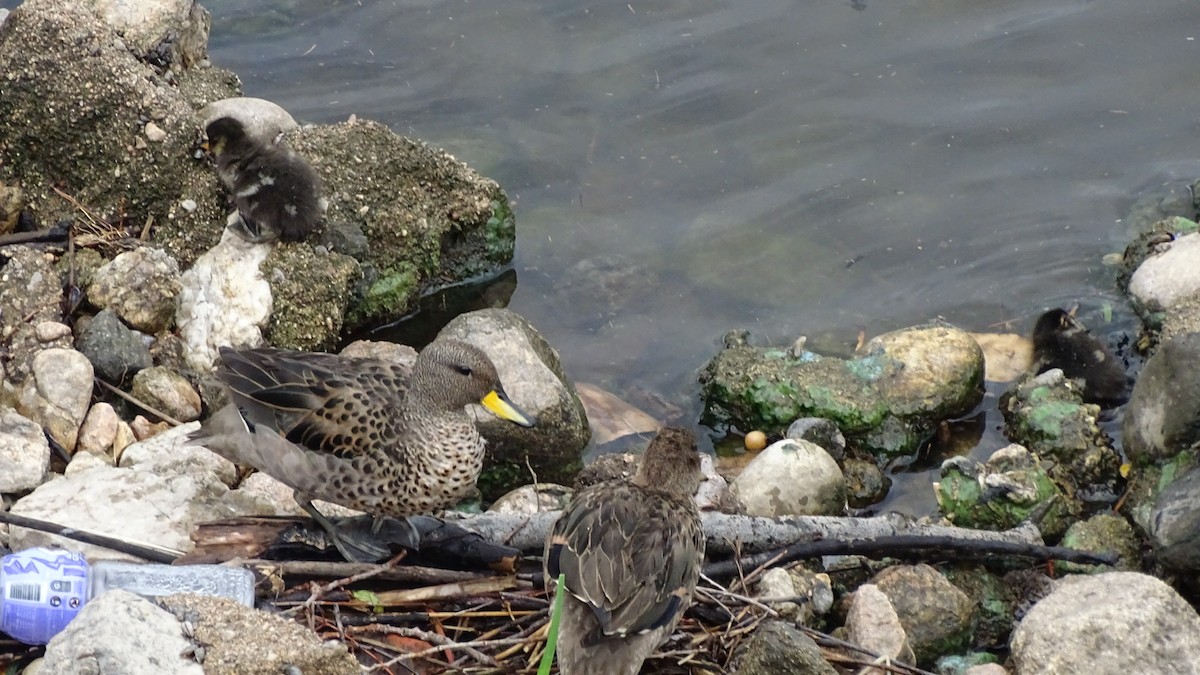 Yellow-billed Teal - ML646659361