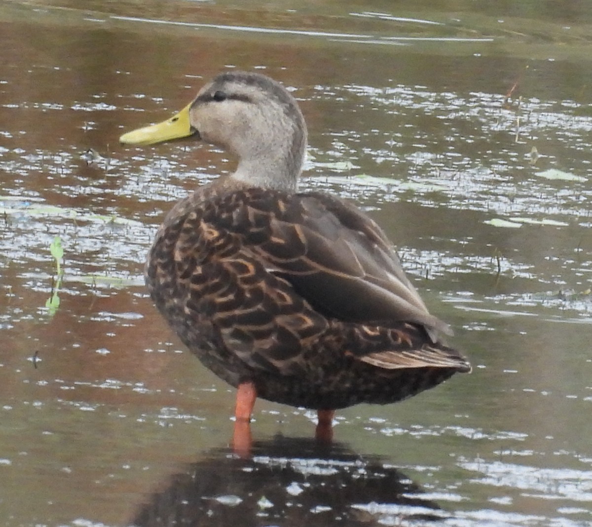 Ánade Moteado - ML646659362