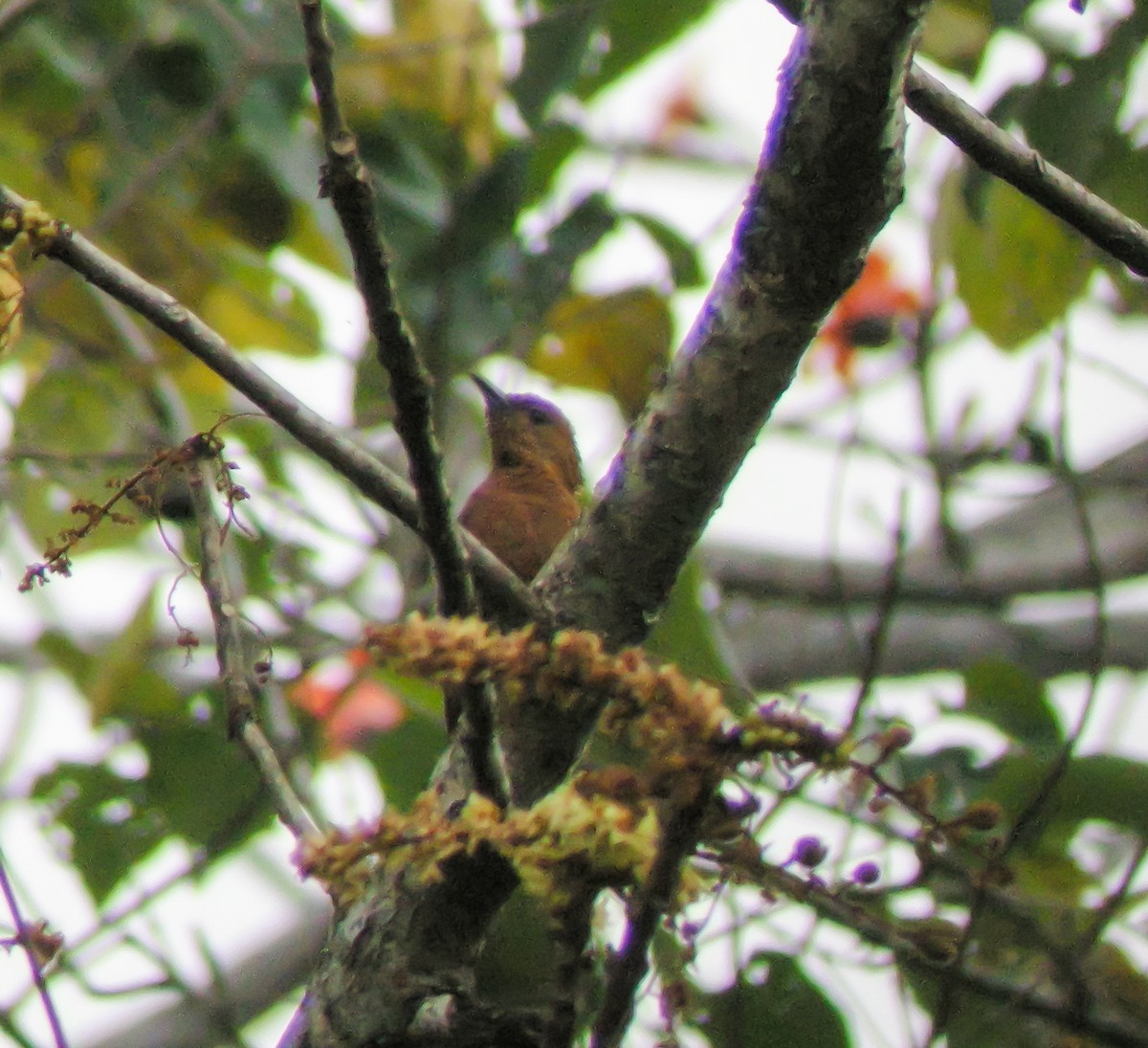 Rufous Woodpecker - ML646659363