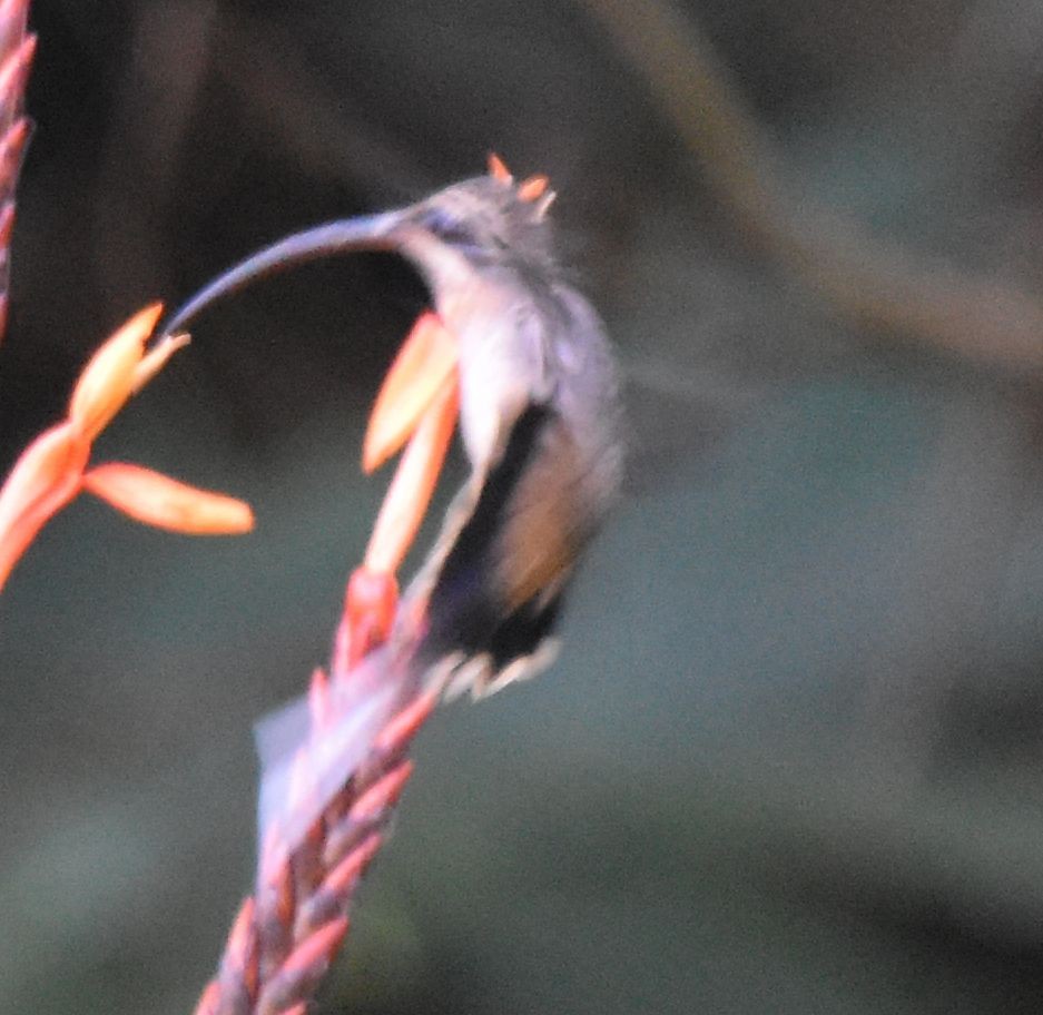 Long-billed Hermit - ML646659365