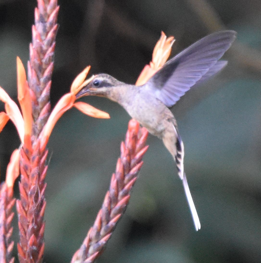 Long-billed Hermit - ML646659366