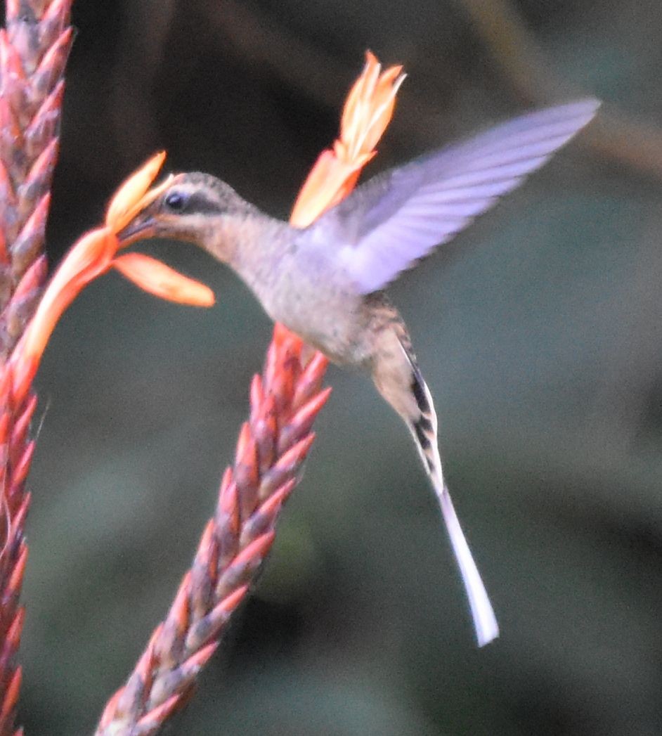 Long-billed Hermit - ML646659367