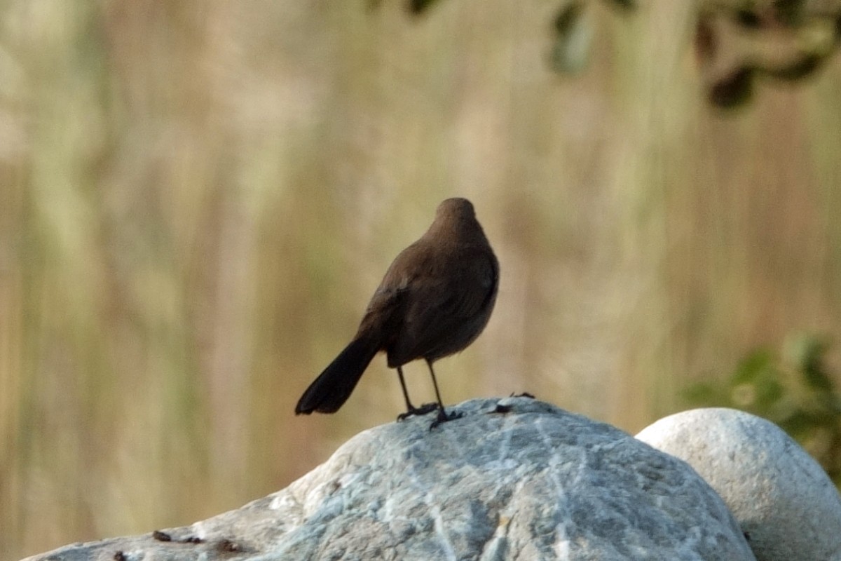 Indian Robin - ML646659368