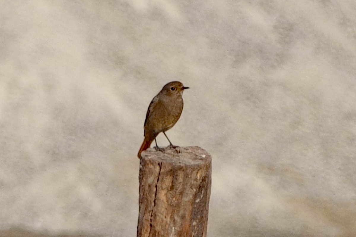 Indian Robin - ML646659369