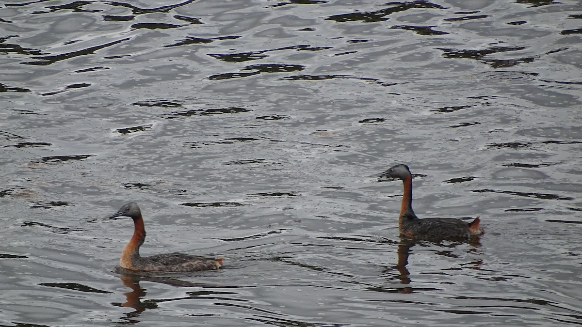 Great Grebe - ML646659370