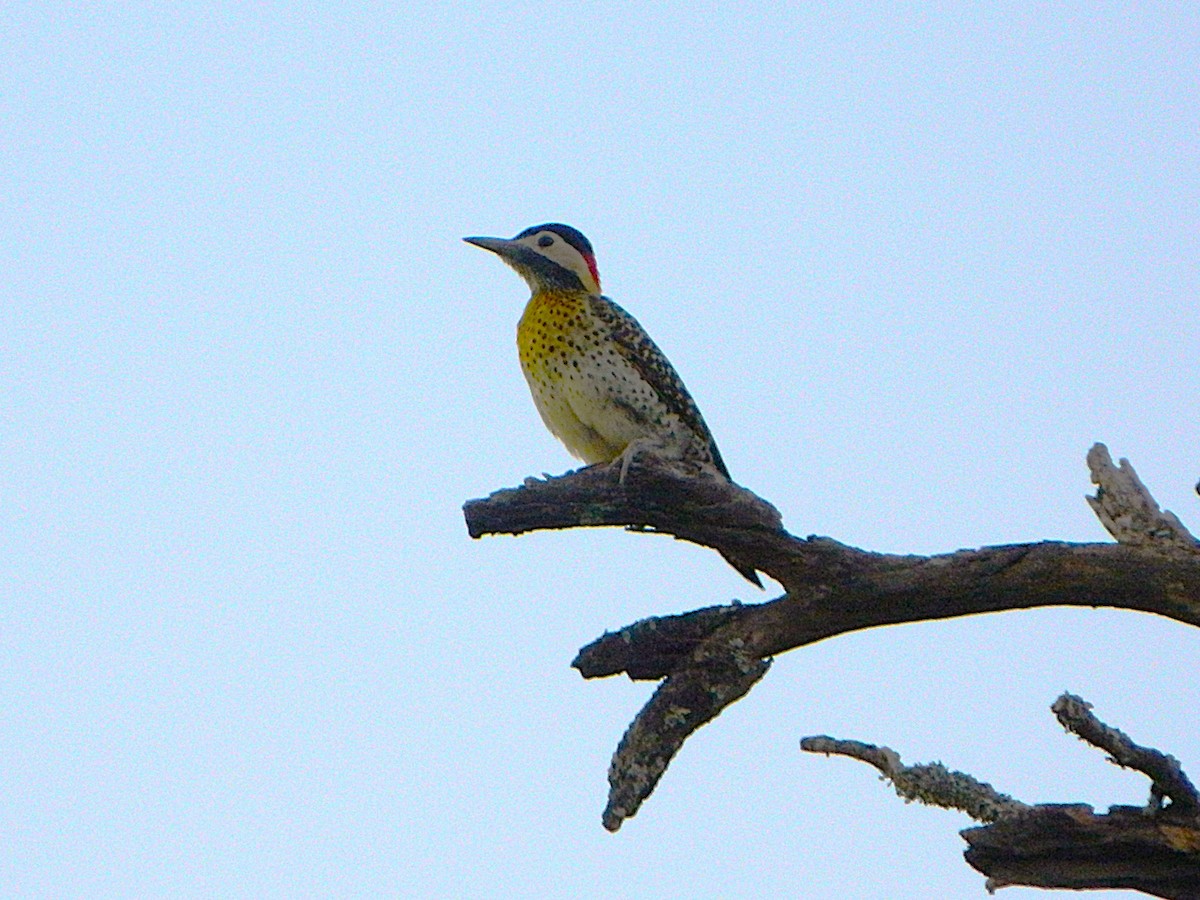 Декол плямистоволий - ML646659371