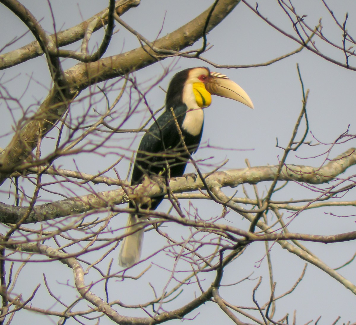 Wreathed Hornbill - ML646659372