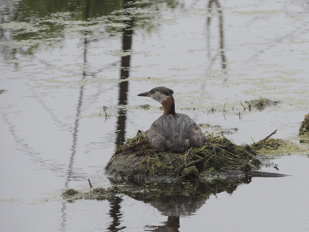 Somormujo Cuellirrojo - ML646659373