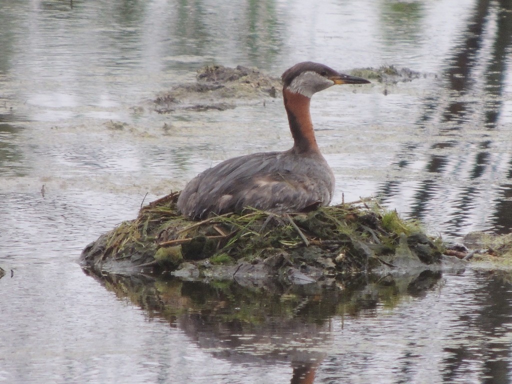 Somormujo Cuellirrojo - ML646659374