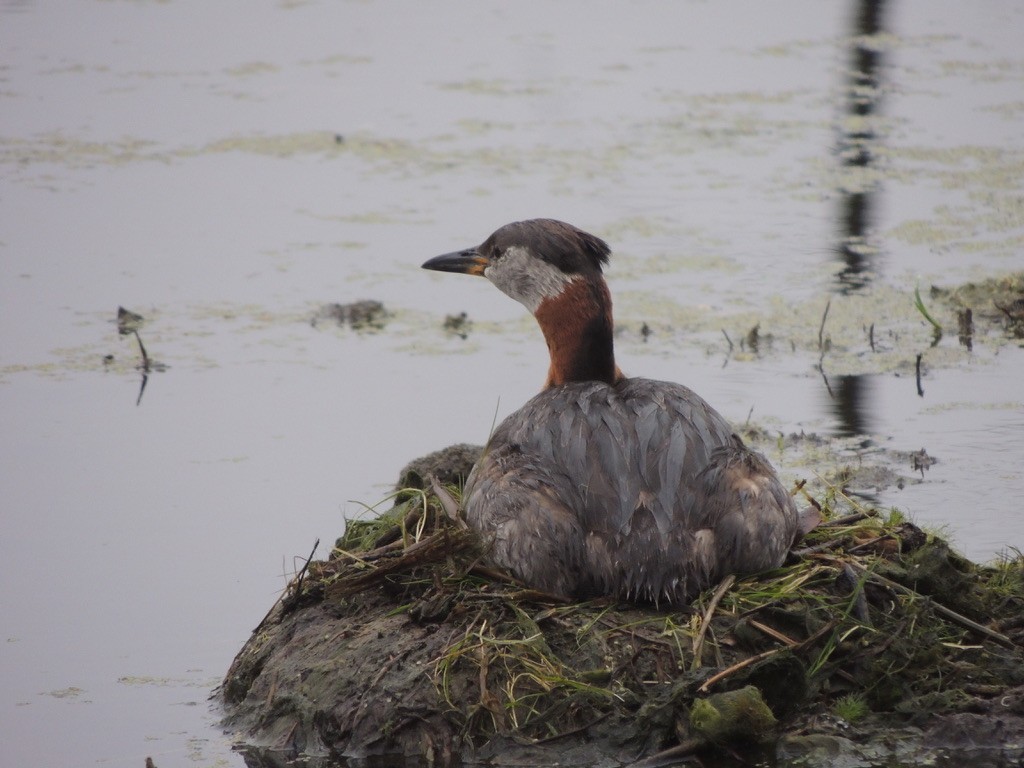 Somormujo Cuellirrojo - ML646659375