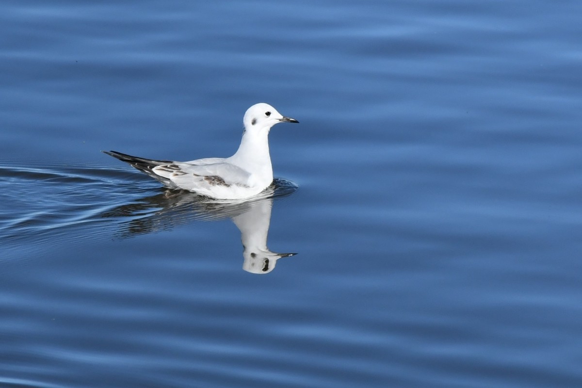 Gaviota de Bonaparte - ML646659377