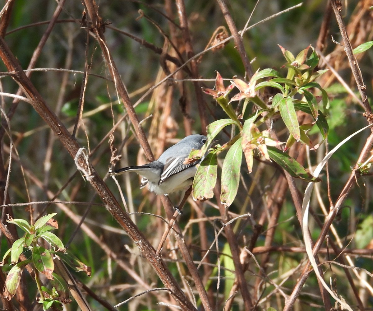 Perlita Grisilla - ML646659378