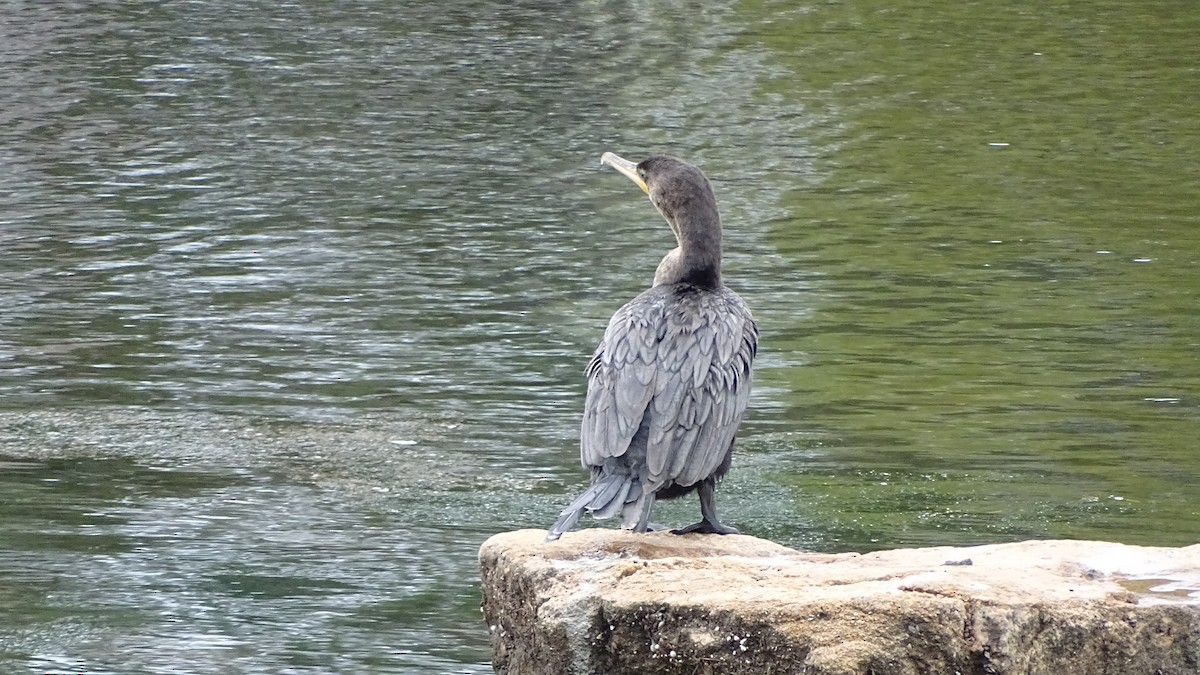 Neotropic Cormorant - ML646659381