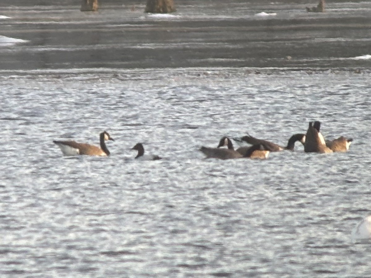 Canvasback - ML646659382