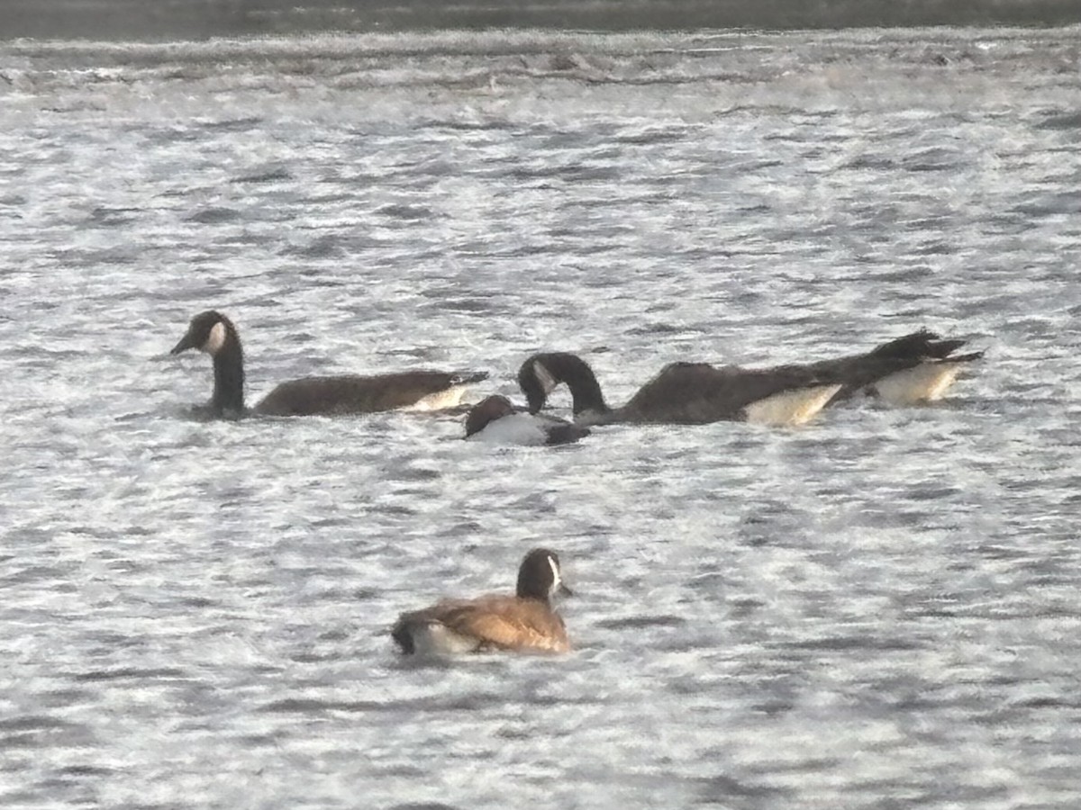 Canvasback - ML646659383