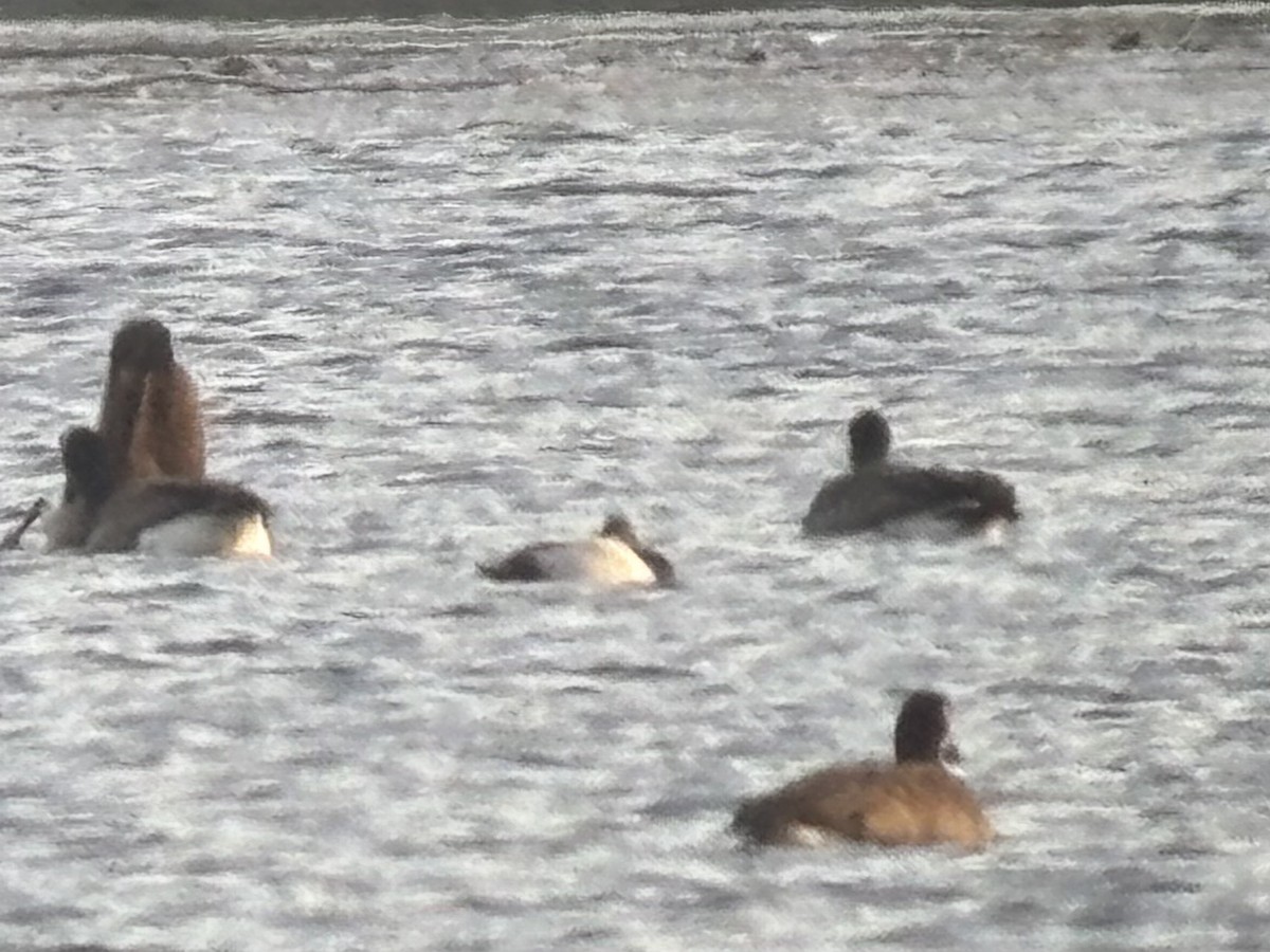 Canvasback - ML646659384