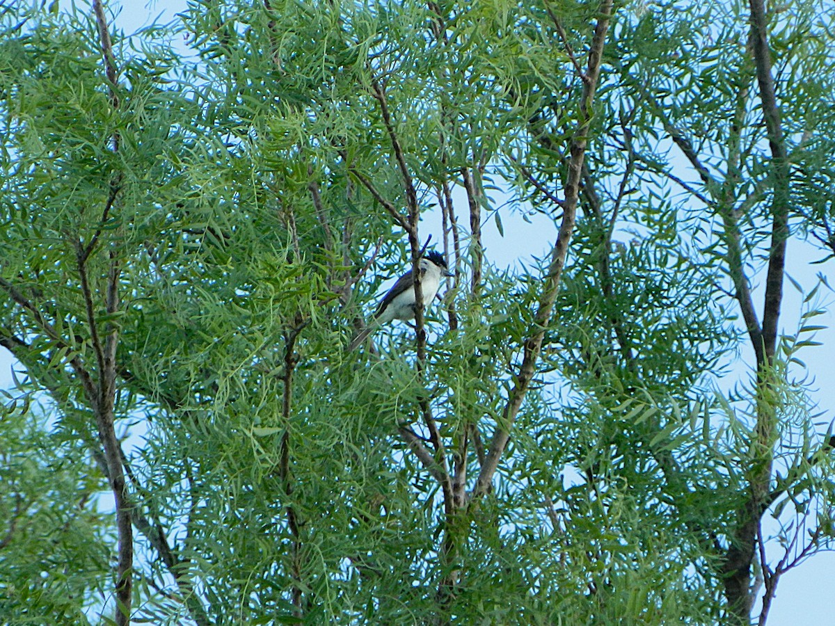 White-naped Xenopsaris - ML646659385