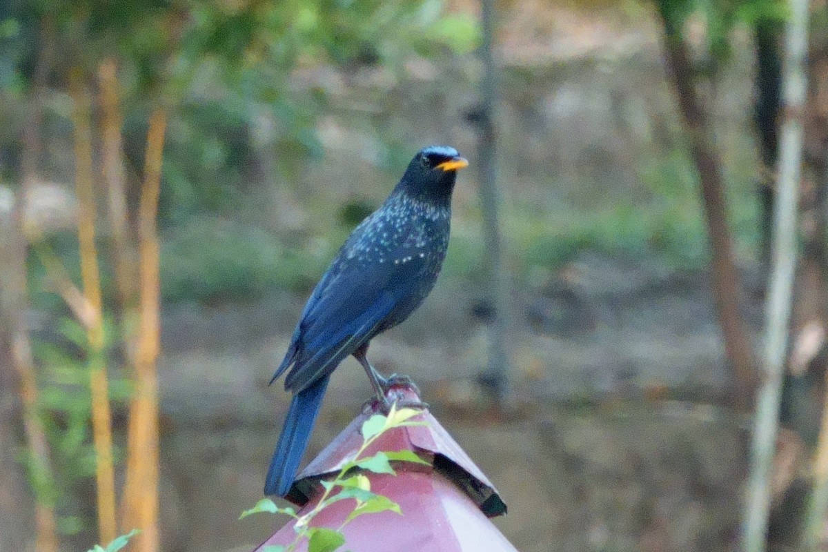 Blue Whistling-Thrush - ML646659386