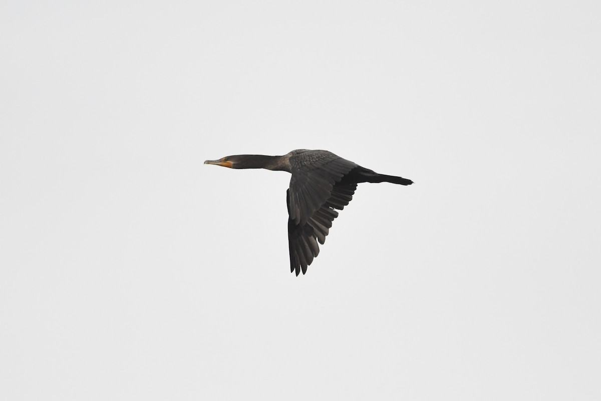 Double-crested Cormorant - ML646659393