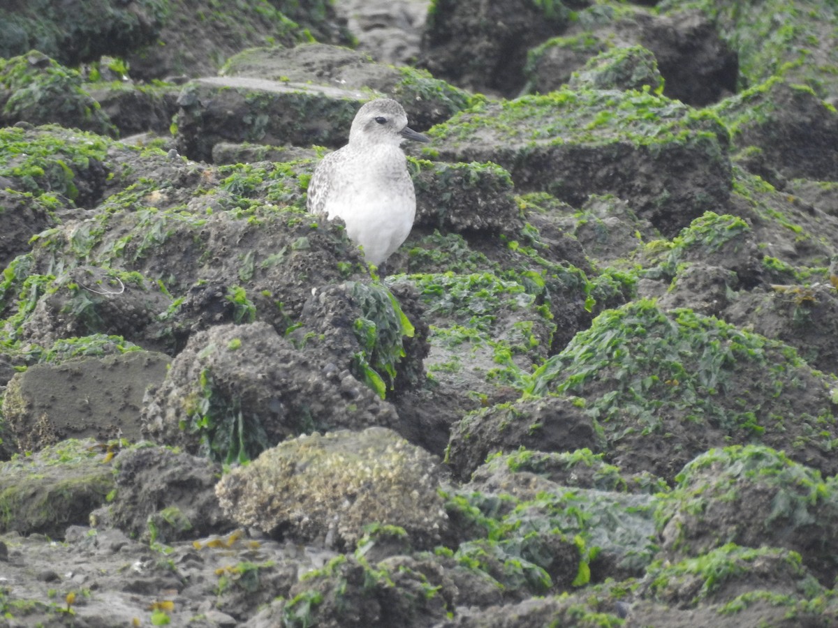 חופזי מנומר - ML646659394