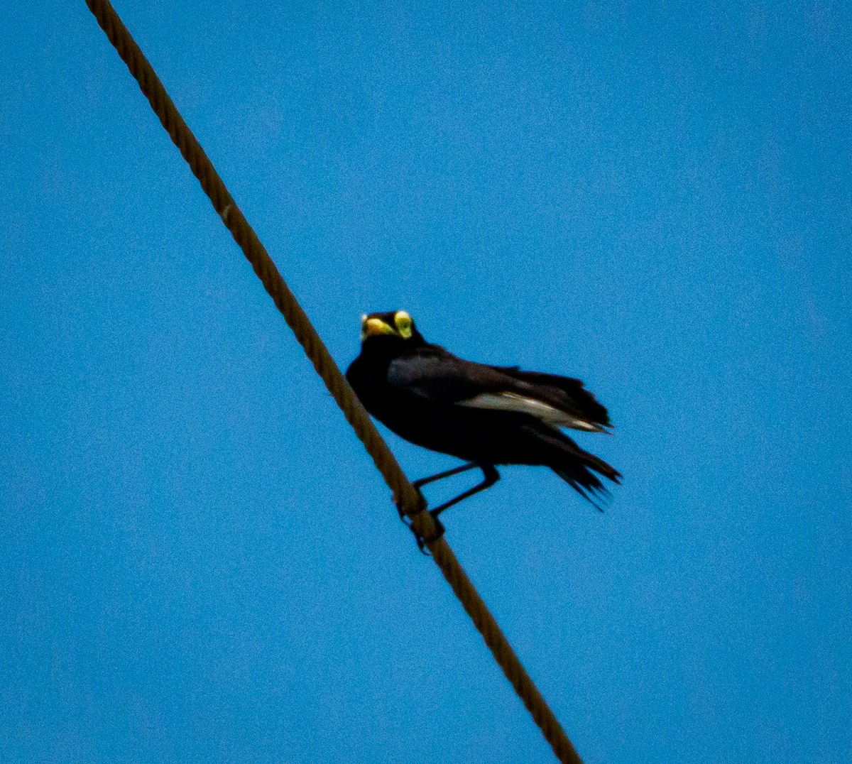 Spectacled Tyrant - ML646659395