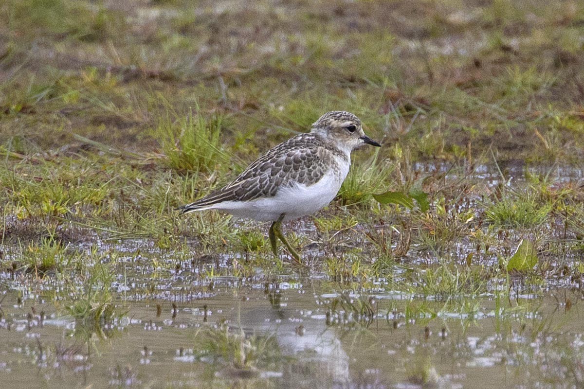 kulík dvoupruhý - ML646659396