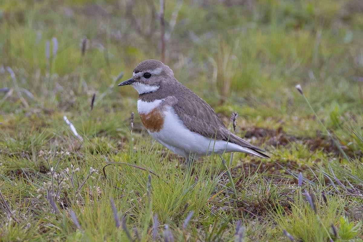 kulík dvoupruhý - ML646659397