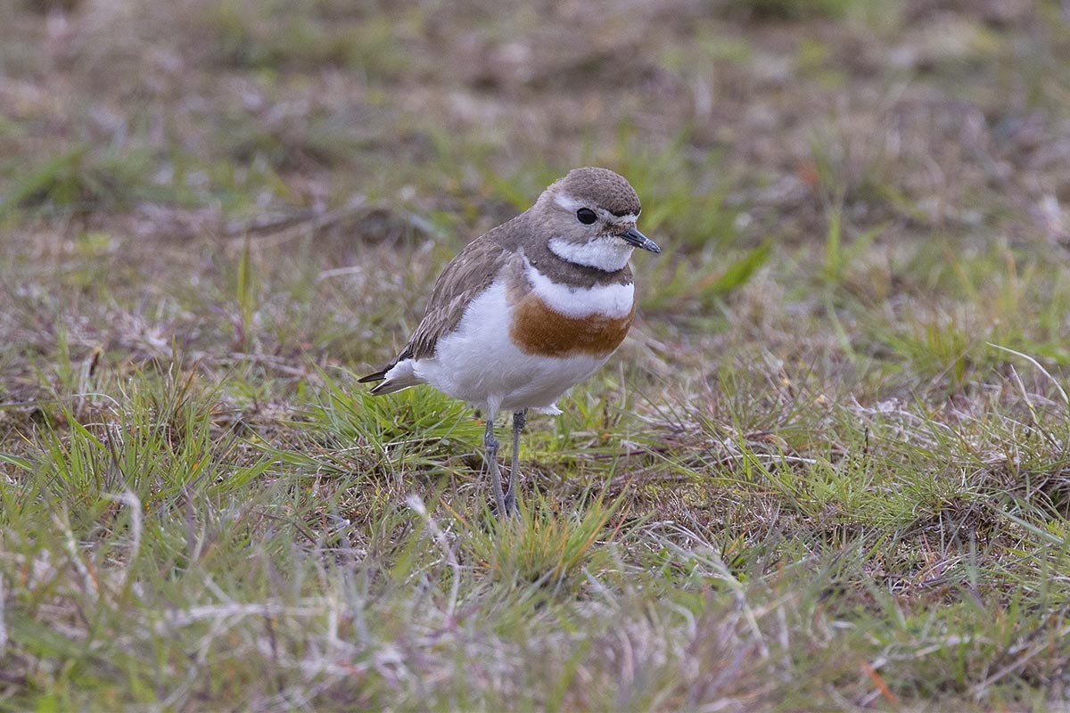 kulík dvoupruhý - ML646659398