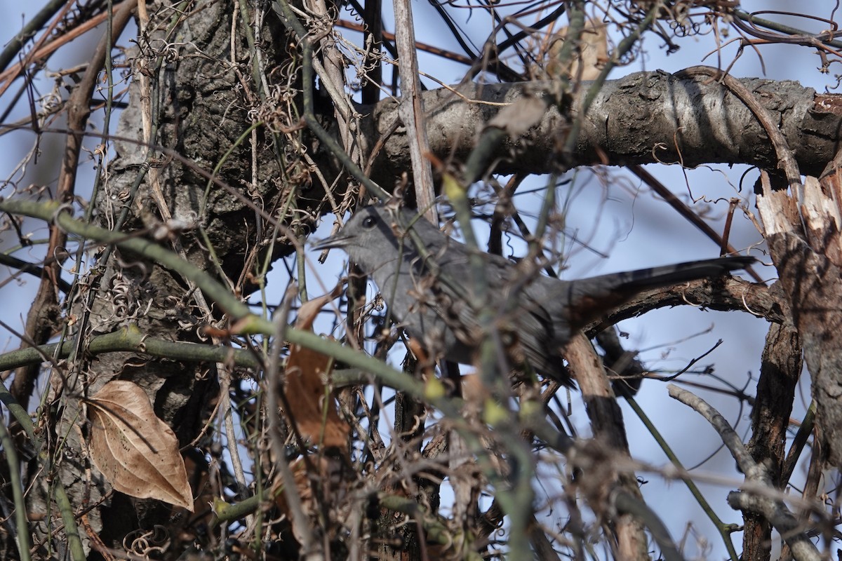 ימימן אמריקני - ML646659399