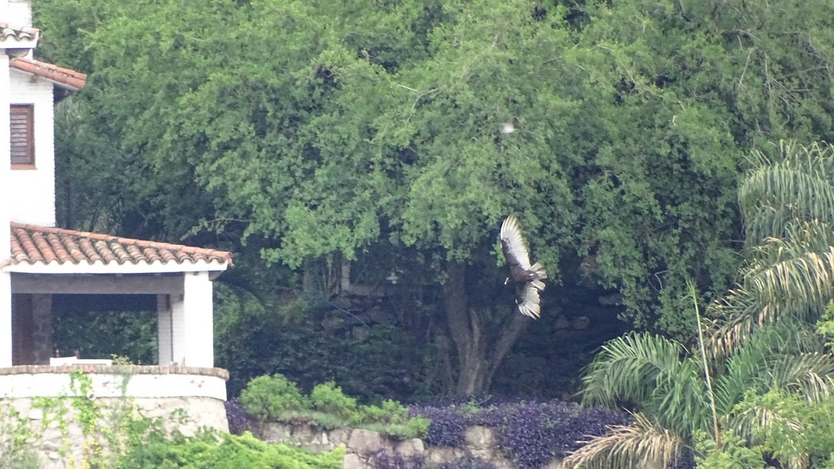 Turkey Vulture - ML646659400