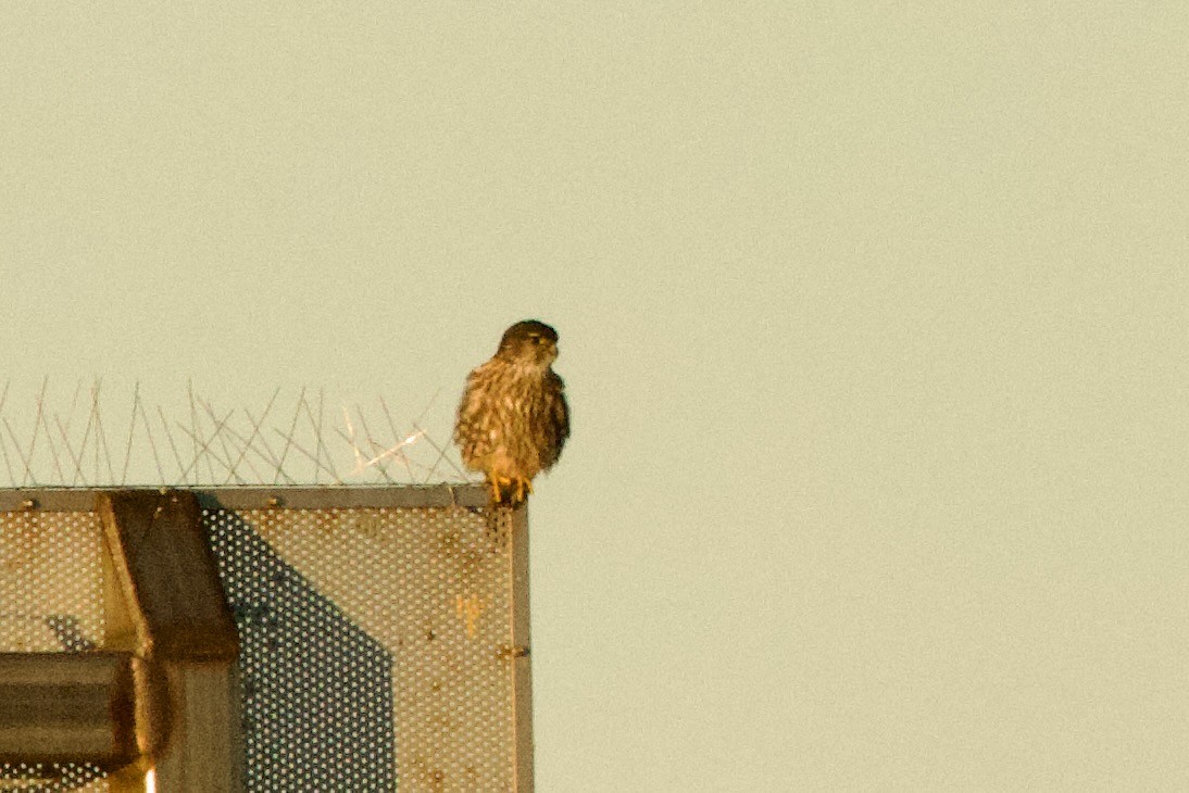 Merlin - ML646659401