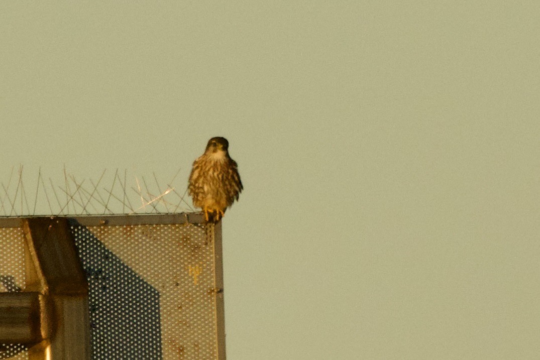 Merlin - ML646659402