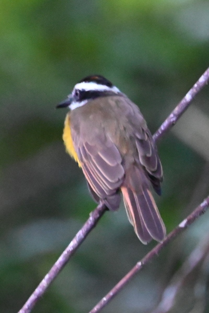 Lesser Kiskadee - ML646659403