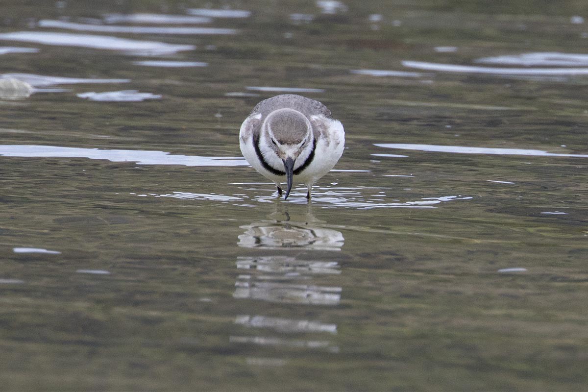 kulík křivozobý - ML646659404