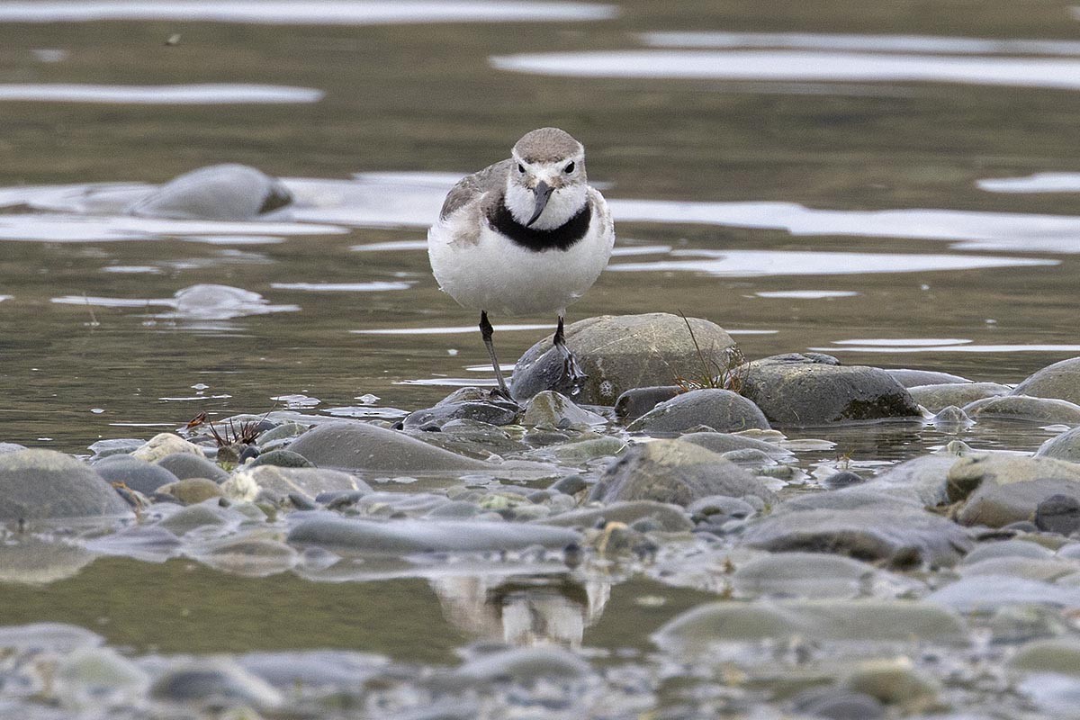 kulík křivozobý - ML646659405