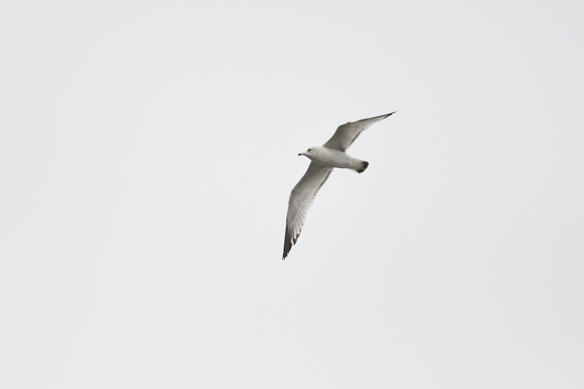 Ring-billed Gull - ML646659406