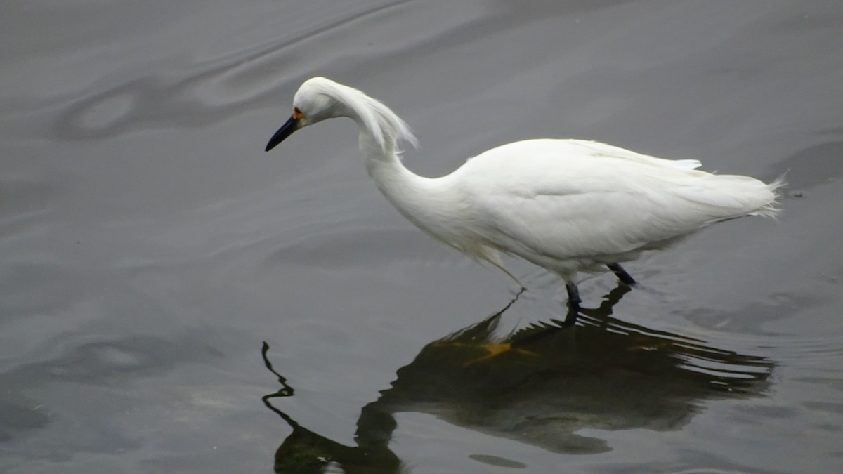 Snowy Egret - ML646659407